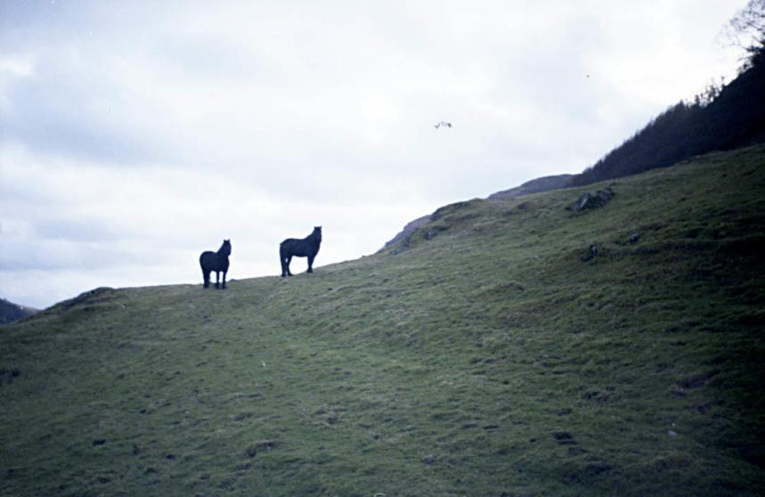 1990-12-30b.jpg - Horses