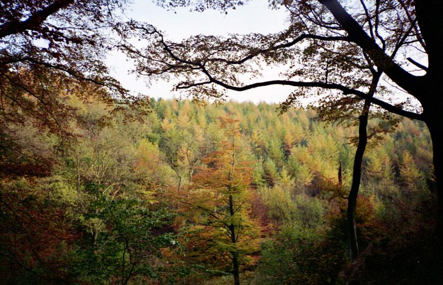 1995-11-05d.jpg - Clapham woods