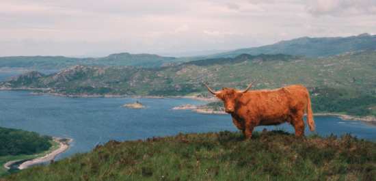 2002-06-28b.jpg - Highland cow on Rois Bheinn