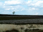 Wild moorland rapidly gave way to ...