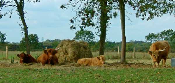 20031004-152008.jpg - Suffolk cattle?