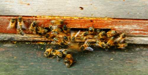 20031004-165508.jpg - Bees