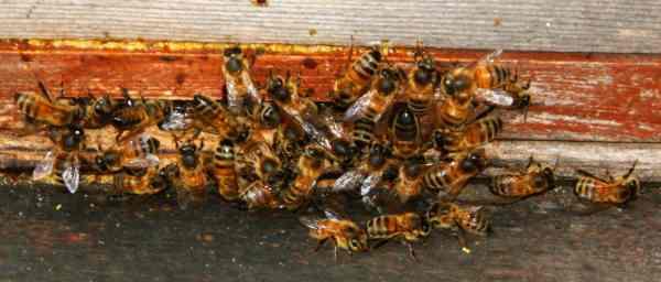 20031004-165522.jpg - Bees