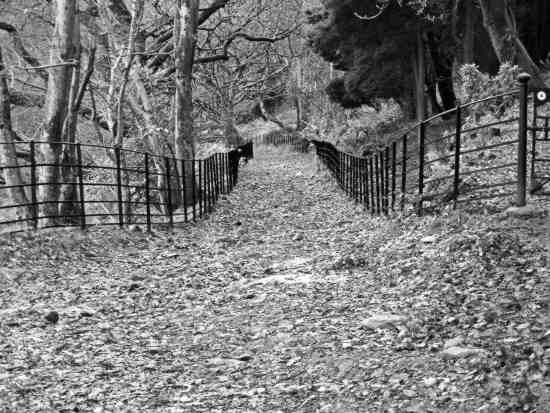 20031116-101202a.jpg - Watkin Path in the woods (B/W)