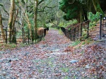 Watkin Path in the woods