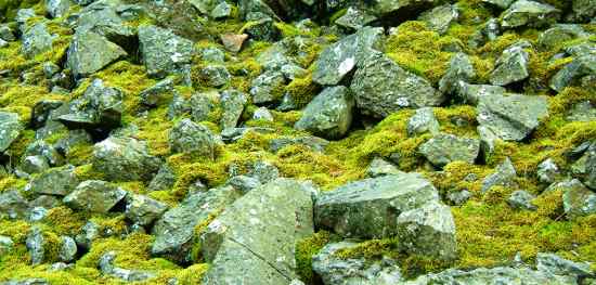 20031123-103550.jpg - Mossy rocks (or rocky moss?)