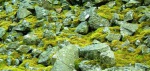 Mossy rocks (or rocky moss?)