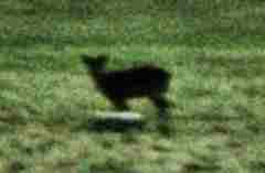 20031214-151642.jpg - Deer