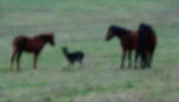 20031214-151738.jpg - Deer with horses