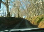 Road through the beeches