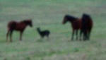 Deer with horses
