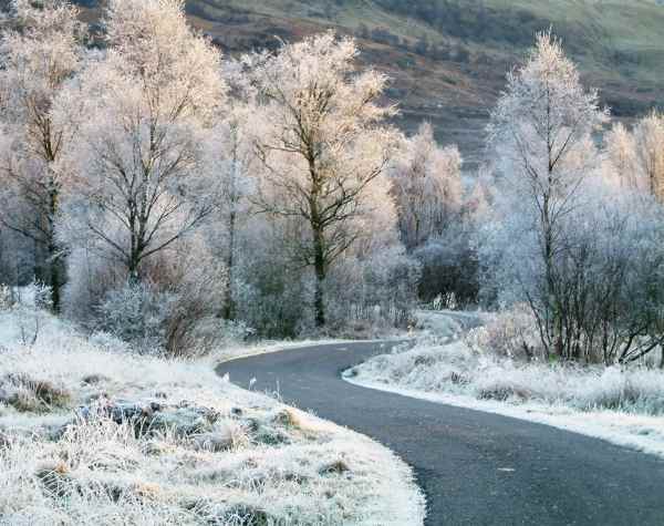 20031229-151846.jpg - Frosted trees in Glen Creran