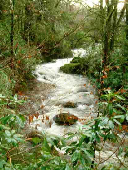 20040101-132024.jpg - Barcaldine forest