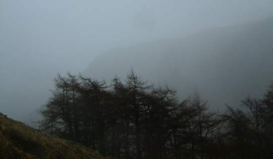 20040105-142108.jpg - Trees with Thornythwaite Fell behind