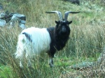 Feral goat near the hut