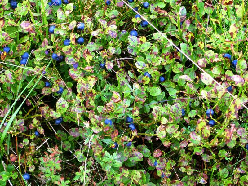 20040828-142716.jpg - Bilberries (with the potential for a great jigsaw puzzle)