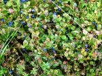 Bilberries (with the potential for a great jigsaw puzzle)