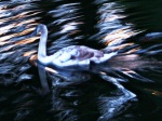 Cygnet becoming Swan, on the canal