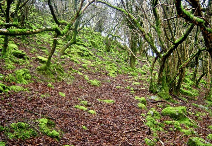 20050205-094014.jpg - Early Saturday: mossy woodland on the way to Porth yr Ogof