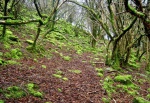 Early Saturday: mossy woodland on the way to Porth yr Ogof