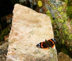 Red Admiral butterfly on the summit rocks