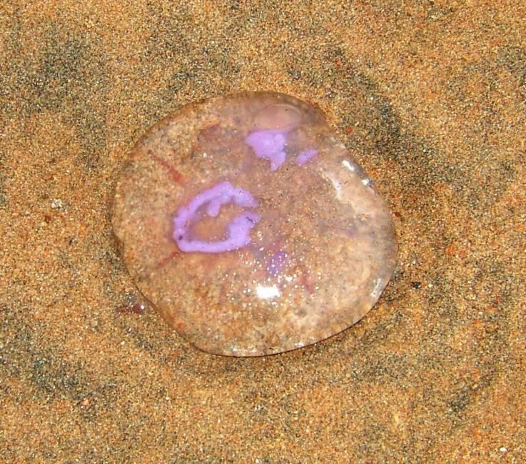 20050709-160332.jpg - Beached jellyfish