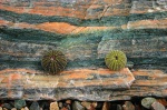 Pretty sea-urchin shells found on the beach