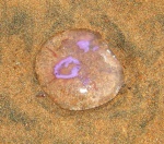 Beached jellyfish