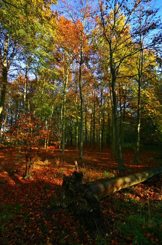 20051119-131848.jpg - Beech trees at Swaffham Heath