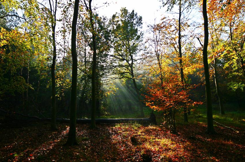 20051119-132024.jpg - Sunlight through the trees