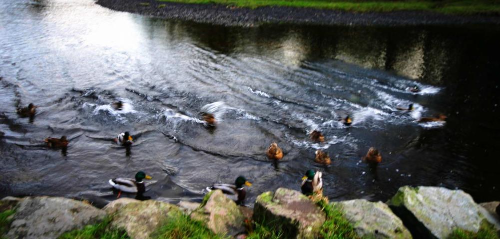20051127-145750.jpg - Ducks