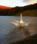 Swan rampant