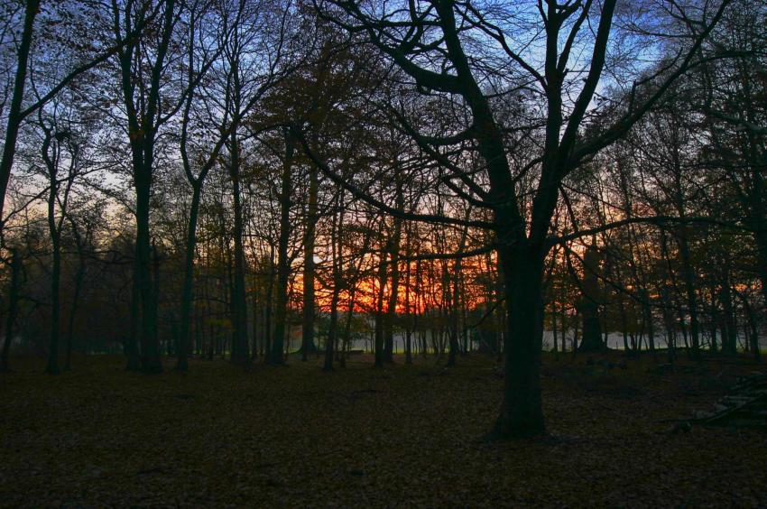 20051210-155050.jpg - Sunset through the trees