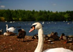 Swan at Fairburn Ings