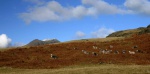Sca Fell behind a sheep-strewn rise