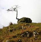 Tree rock