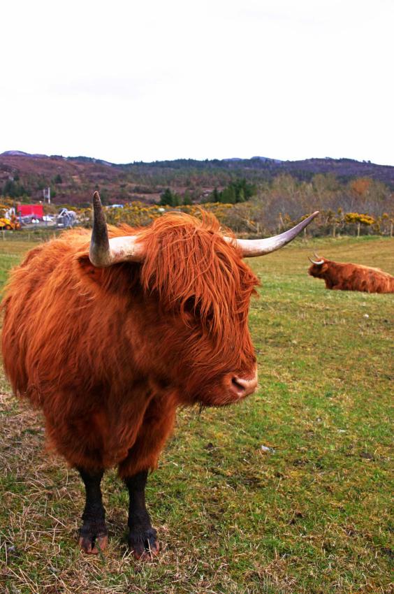 20060416-162902.jpg - Two Highland cattle