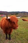 Two Highland cattle