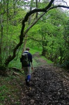 Thijs in Buxton Wood