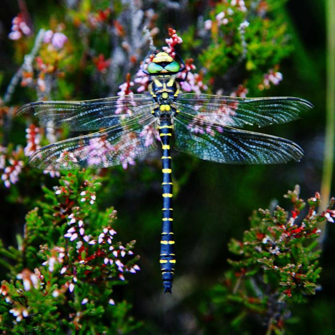 20060819-172308.jpg - Golden-ringed dragonfly