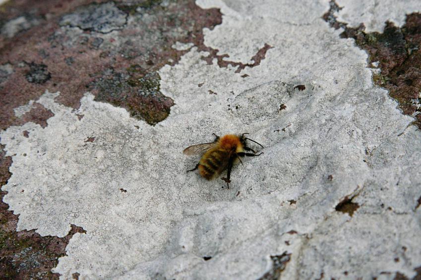 20060825-140310.jpg - Bumble bee