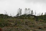 Harvested forestry near Reraig
