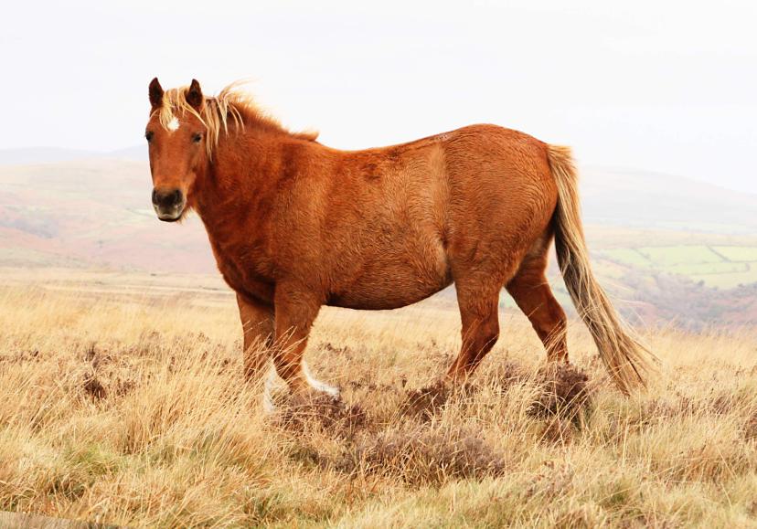 20061111-105604.jpg - Dartmoor pony
