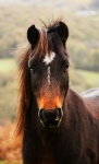 A cooperative Dartmoor Pony modelled for us