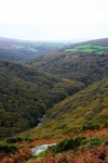 The wooded Dart gorge