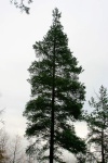 and a Pine