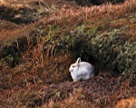 White rabbite