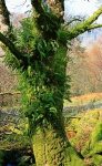 Mossy tree
