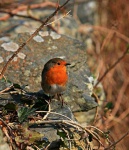 A robin