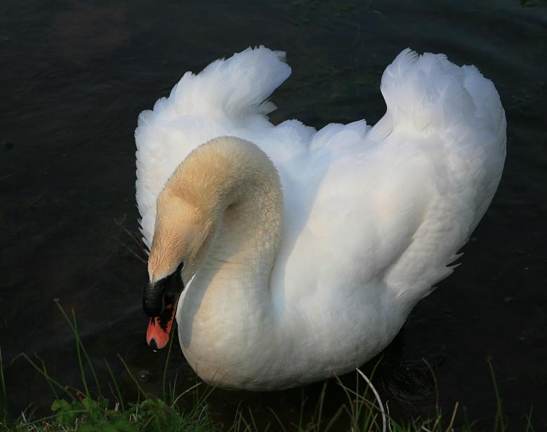 20070428-171904.jpg - Swan